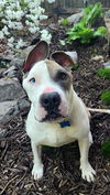 adoptable Dog in henrico, VA named Linus