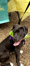 adoptable Dog in  named Goofy in Gloucester VA