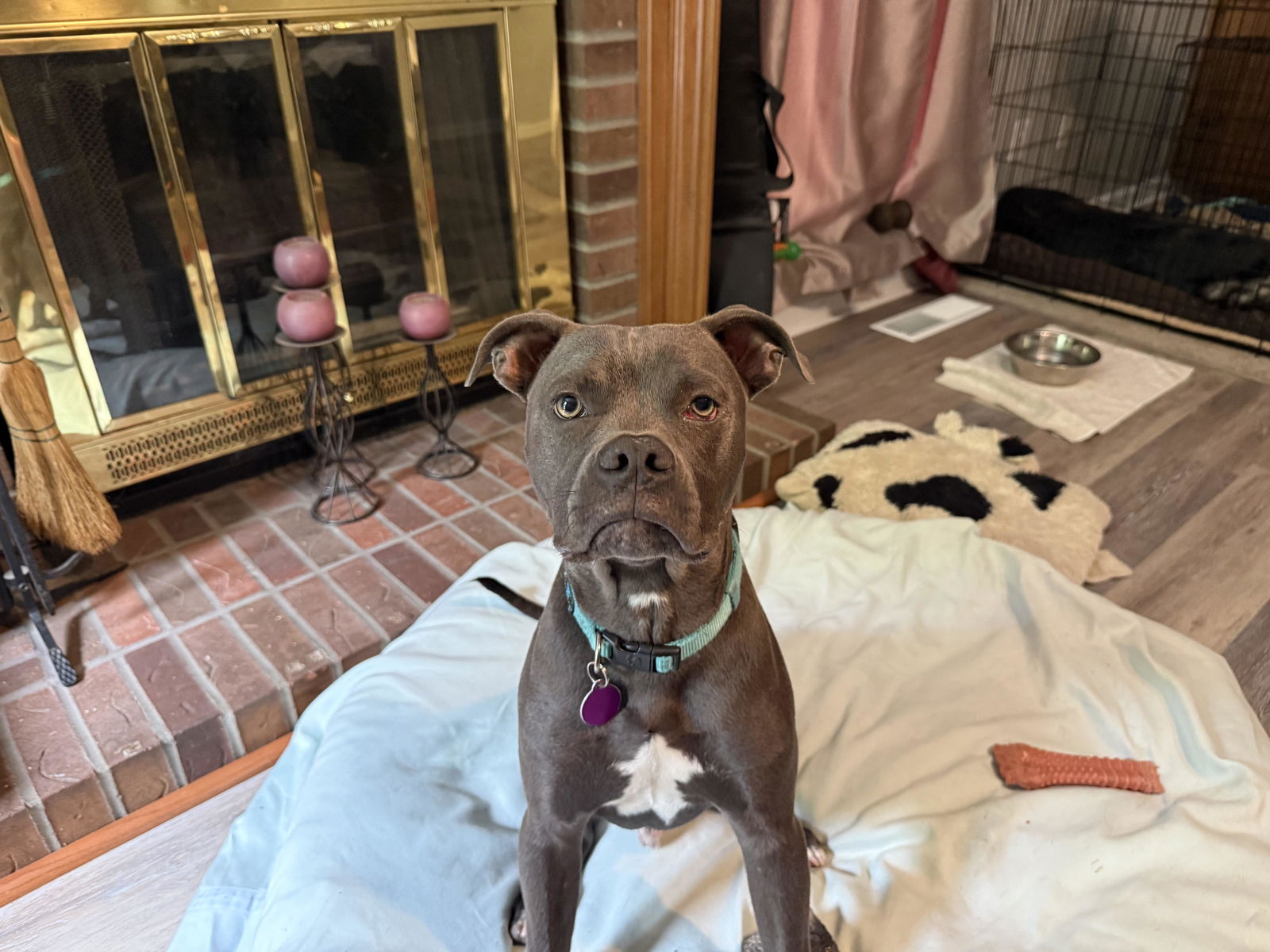 adoptable Dog in Henrico, VA named Jax in Gloucester VA