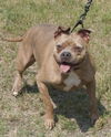adoptable Dog in  named Sugar in Gloucester VA