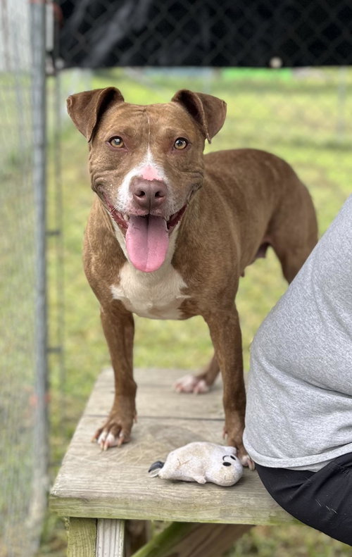 picture of the dog needing adoption