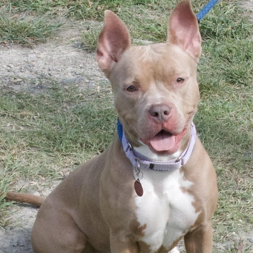 picture of the dog needing adoption