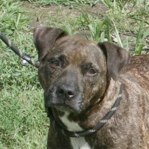 picture of the dog needing adoption