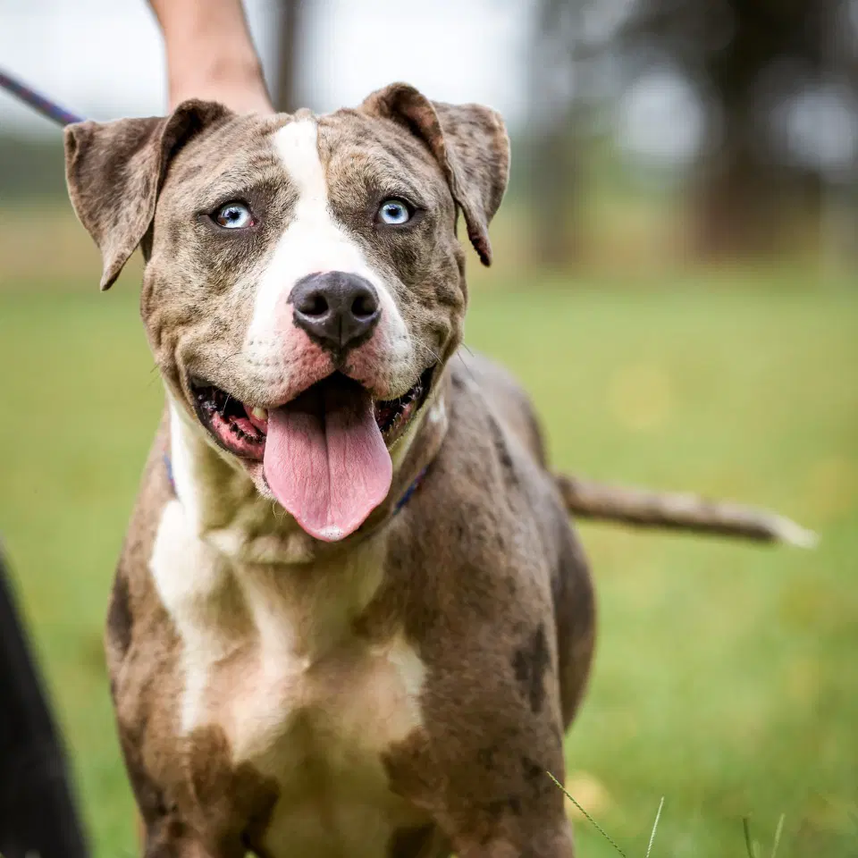 Aspen In Tyner Nc - Pit Bull Terrier