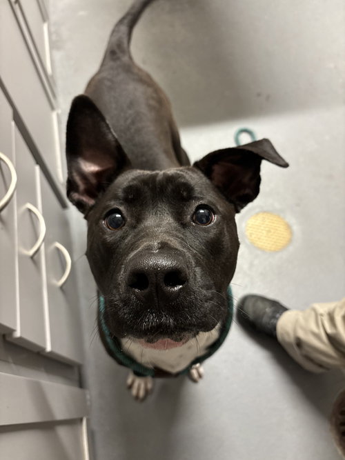 picture of the dog needing adoption