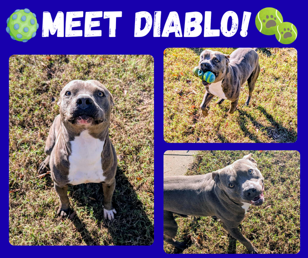 Diablo in Colonial Heights VA