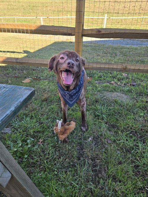 picture of the dog needing adoption