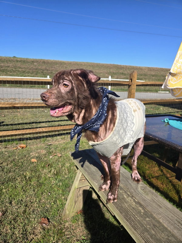 Brownie in Gloucester VA