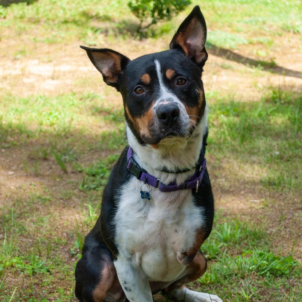 Duncan in Troy VA