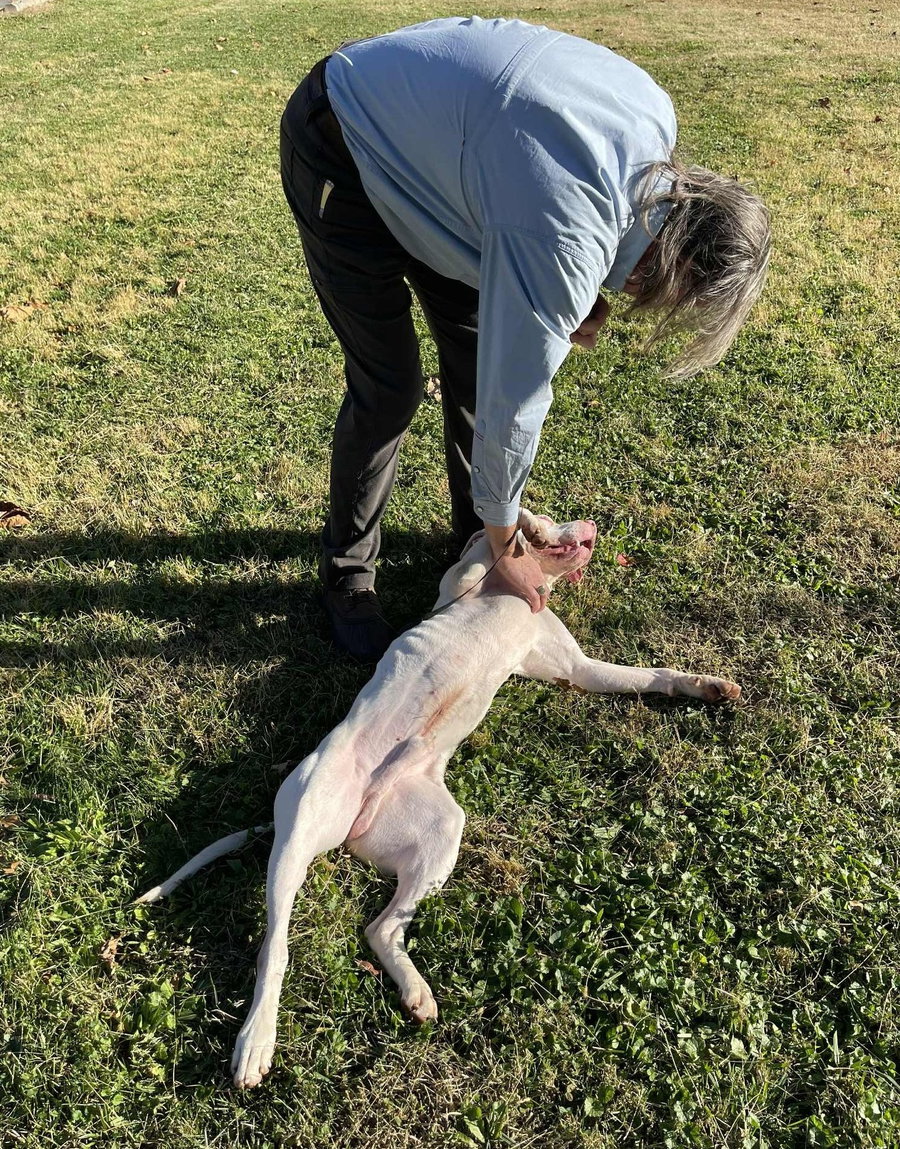 Petey in Covington VA