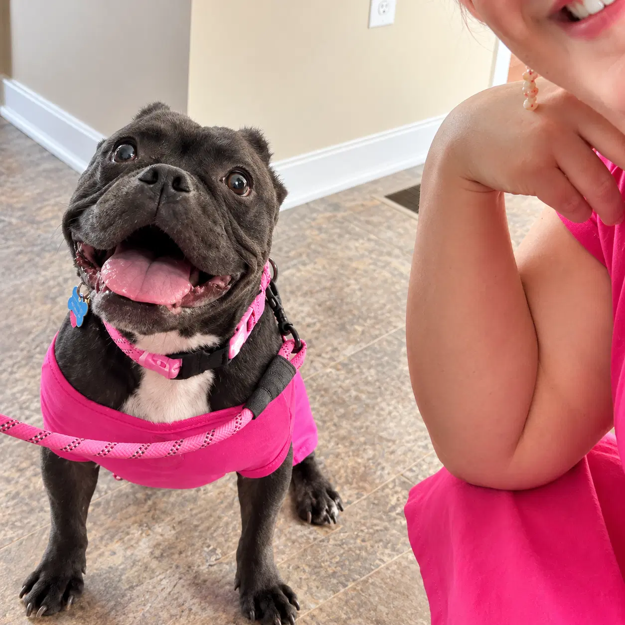 Gertie - American Bully