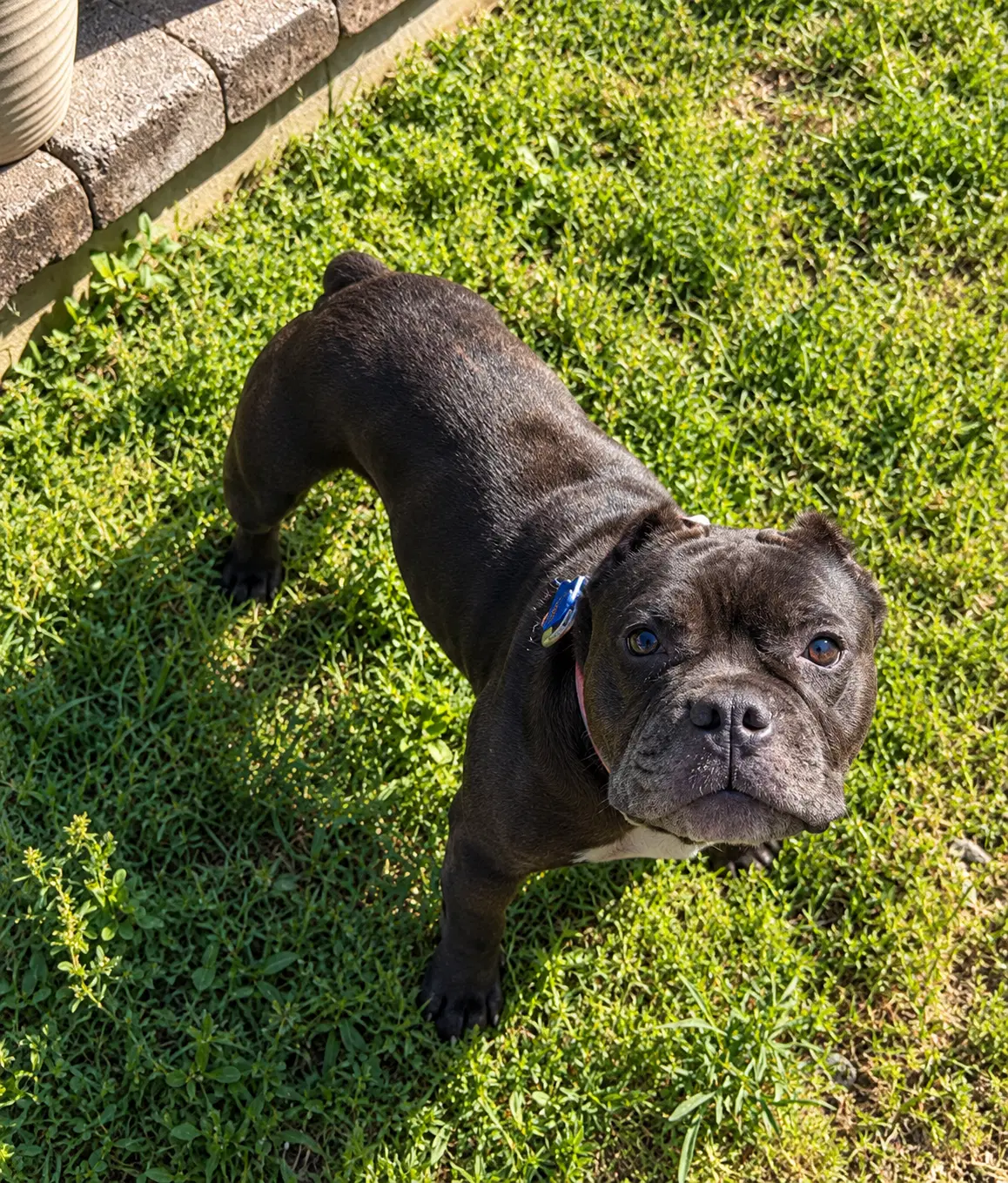 Gertie image 2
