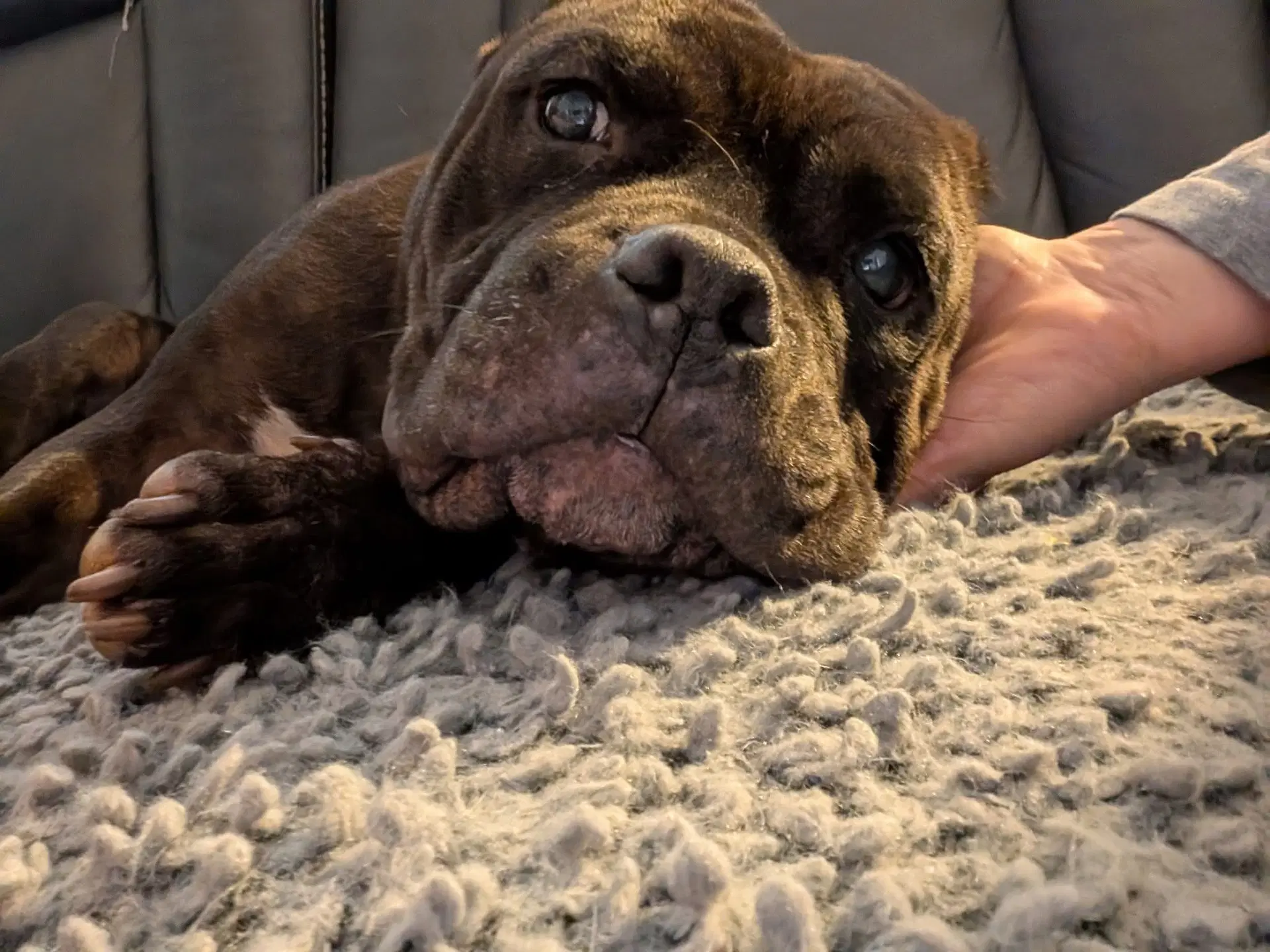 Gertie image 4