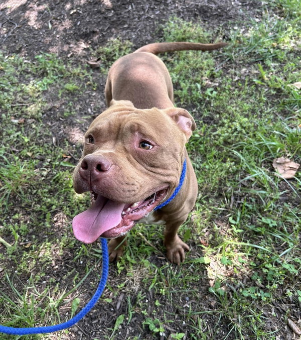 Champ in Windsor VA