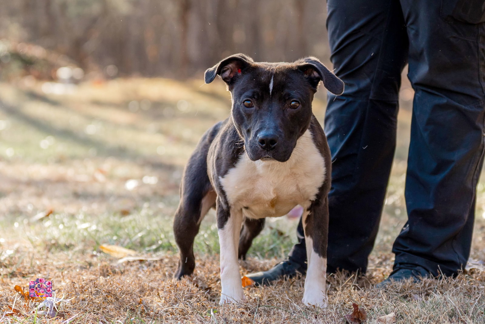 Diesel in Powhatan VA