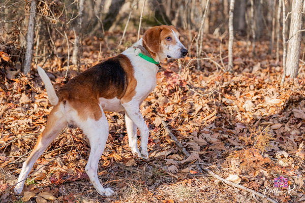 Jack in Powhatan VA