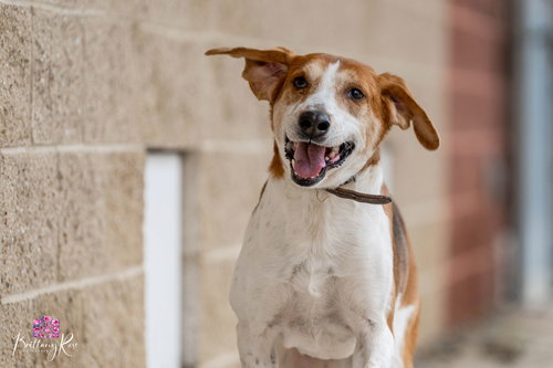 Jack in Powhatan VA, an adoptable Hound in Richmond, VA