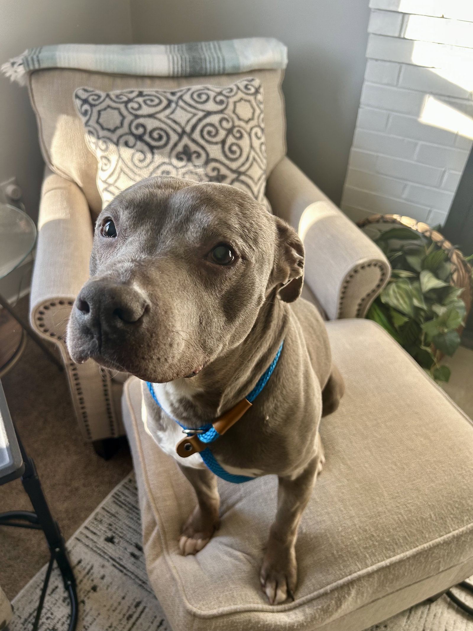 Blue in Blackstone VA