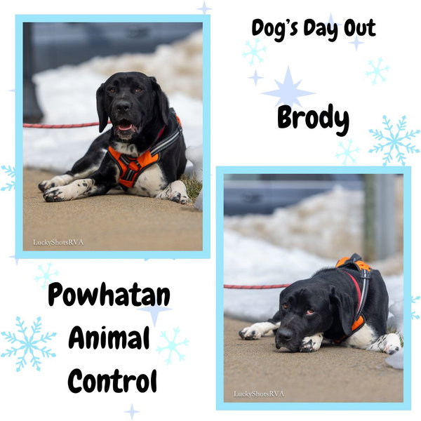 Brody in Powhatan VA