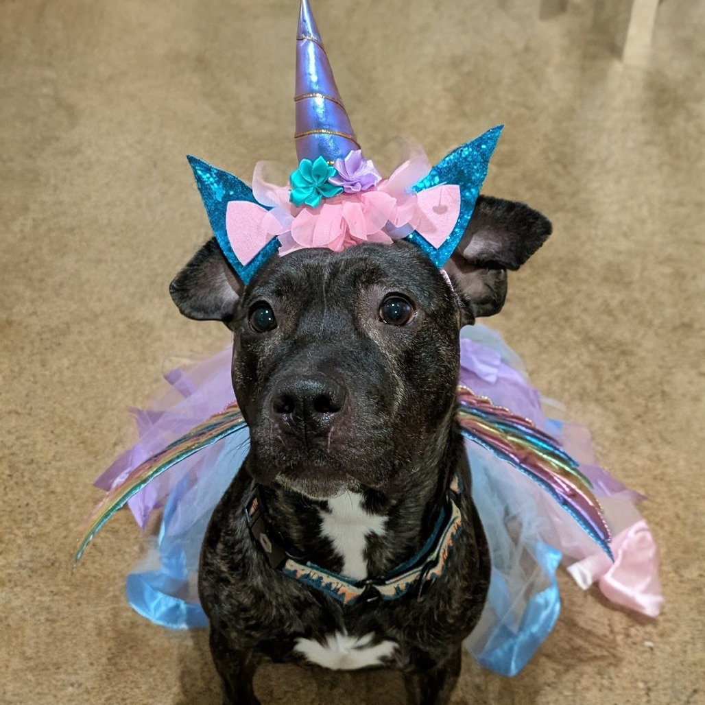 Artemis in Verona VA