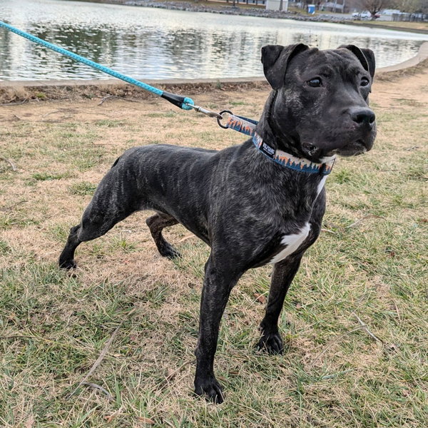 Artemis in Verona VA