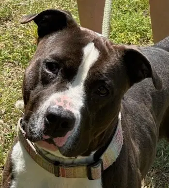 Boss In Tappahannock Va - Pit Bull Terrier