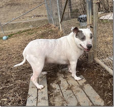 Alton in Blackstone VA, an adoptable American Staffordshire Terrier in Richmond, VA