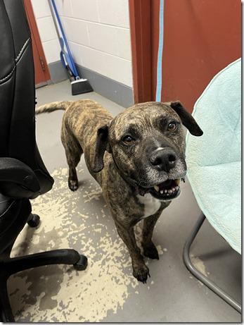 Grant in Blackstone VA, an adoptable Mastiff in Richmond, VA
