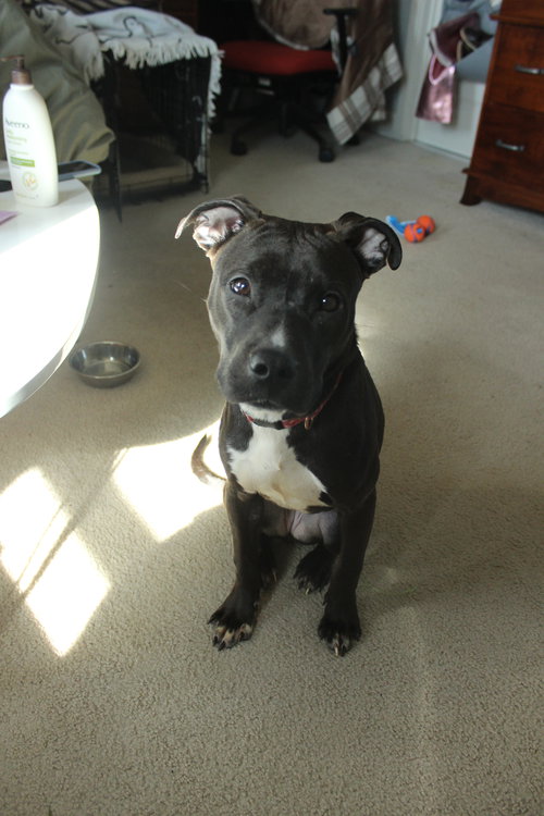 Rory in Washington DC, an adoptable Terrier in Richmond, VA