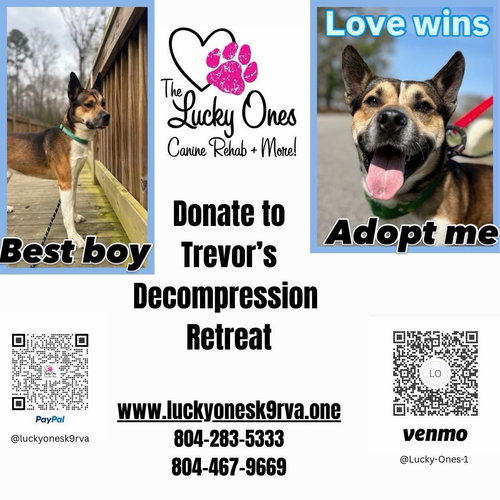 Trevor in Ashland VA, an adoptable Akita in Richmond, VA