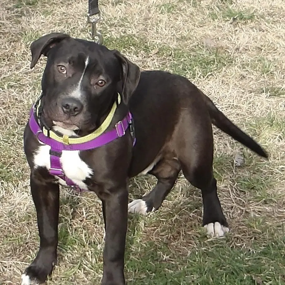 Reebock In Gloucester Va - Pit Bull Terrier