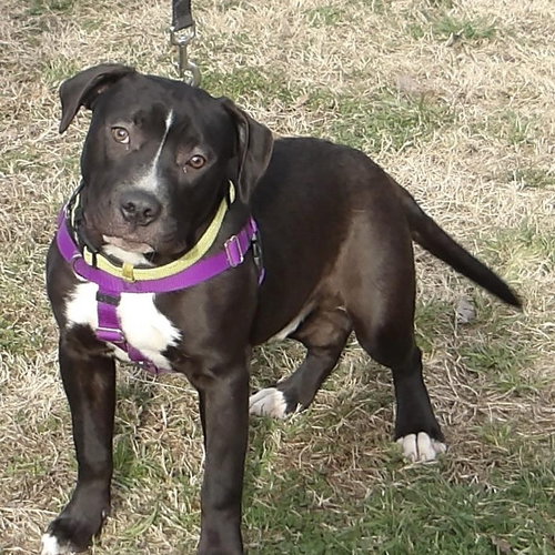 Reebock in Gloucester VA, a dog for adoption from Ring Dog Rescue
