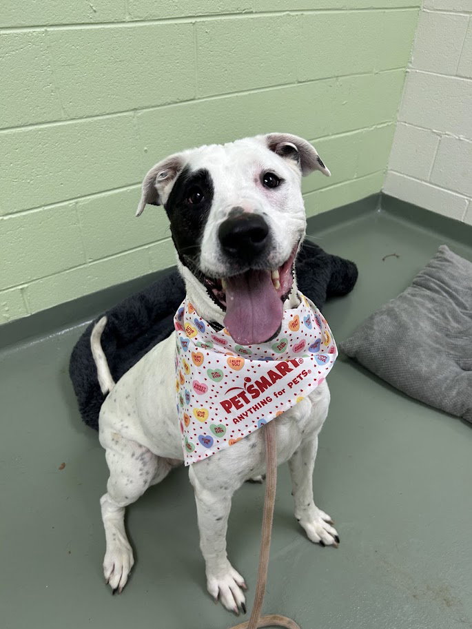 Lani in Verona VA