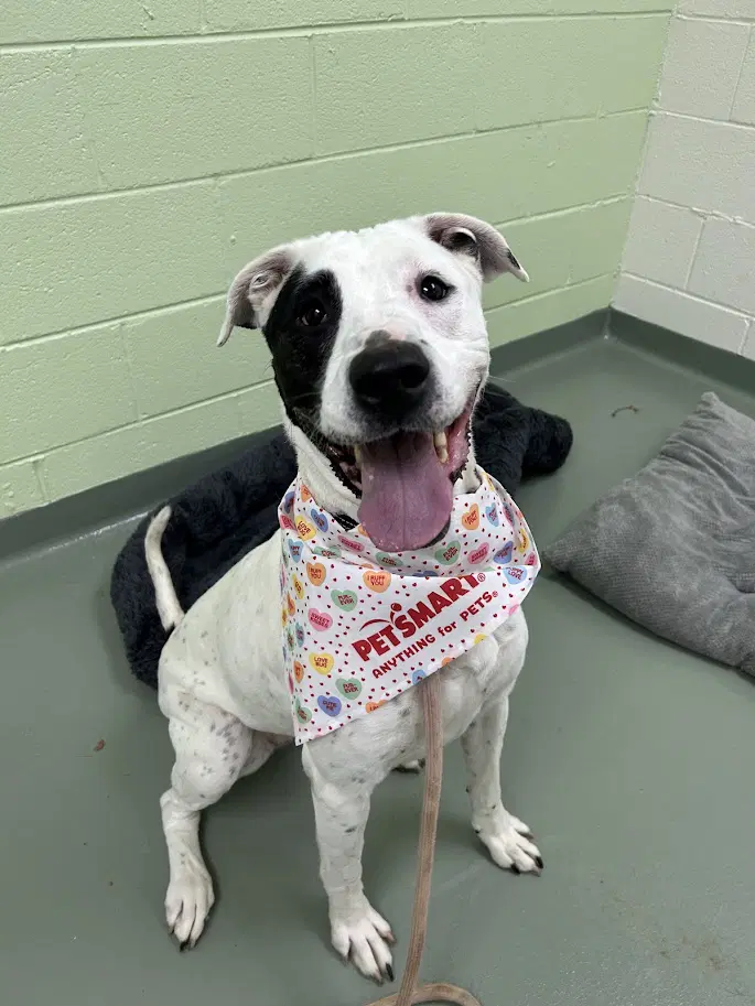 Lani In Verona Va - Pit Bull Terrier