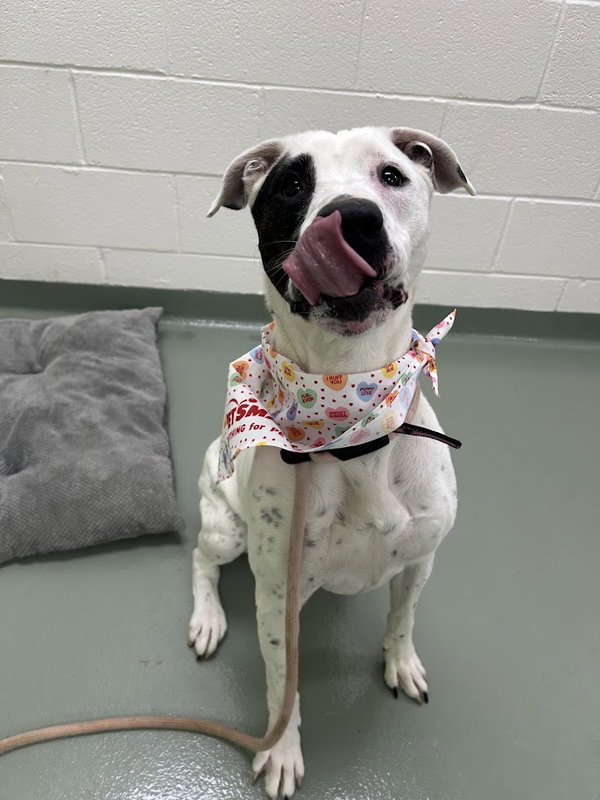Lani in Verona VA