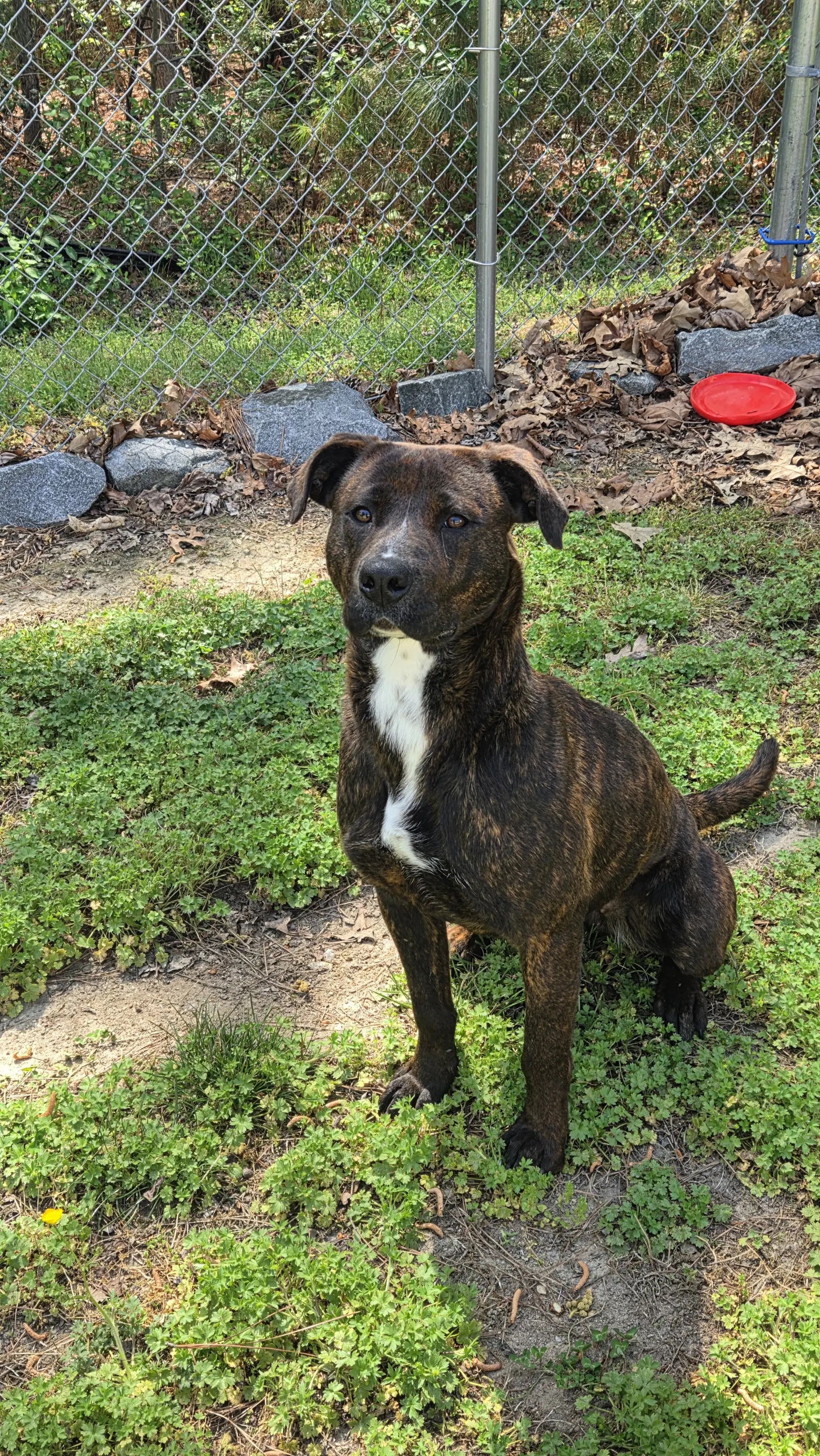 Brandy In Warsaw Va - Pit Bull Terrier
