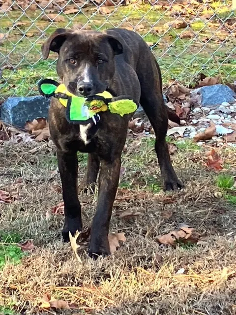Brandy In Warsaw Va image 2