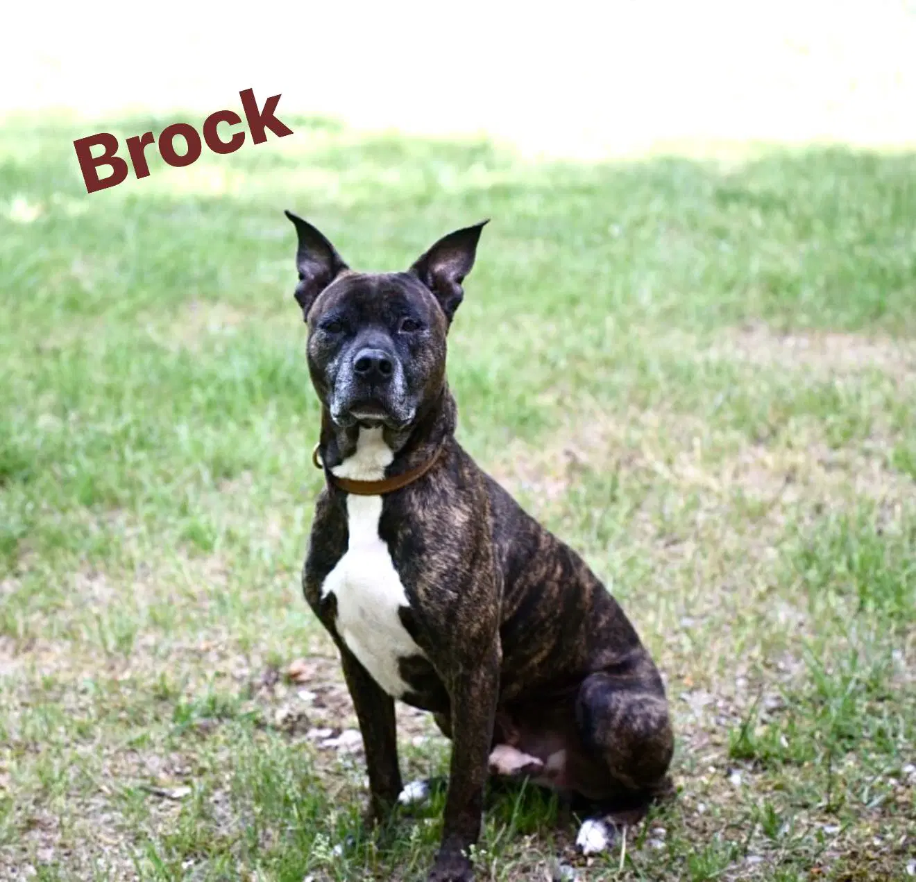 Brock In Pearisburg Va - Boxer