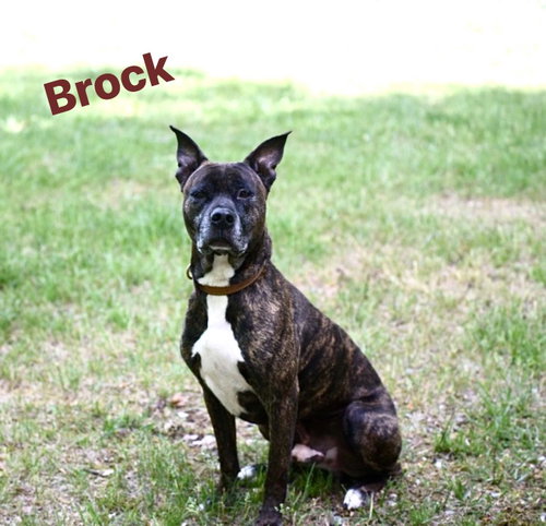 Brock in Pearisburg VA