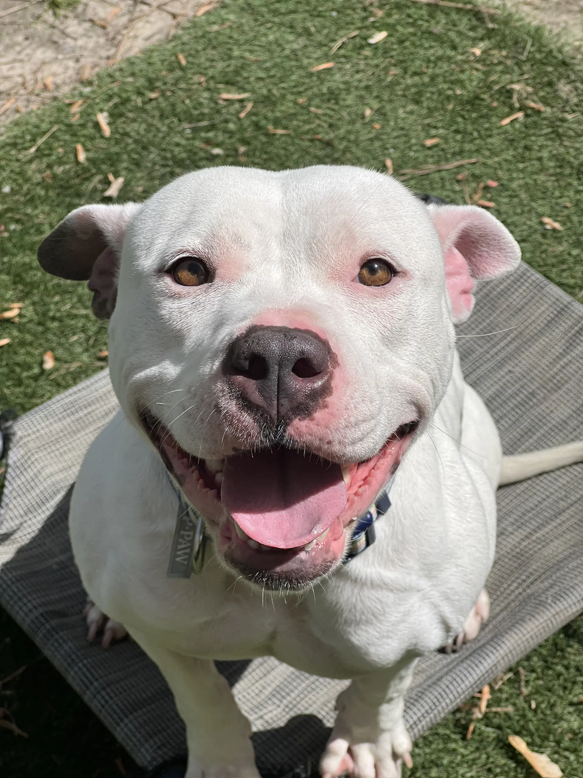 Abbie In Chesapeake Va - Pit Bull Terrier