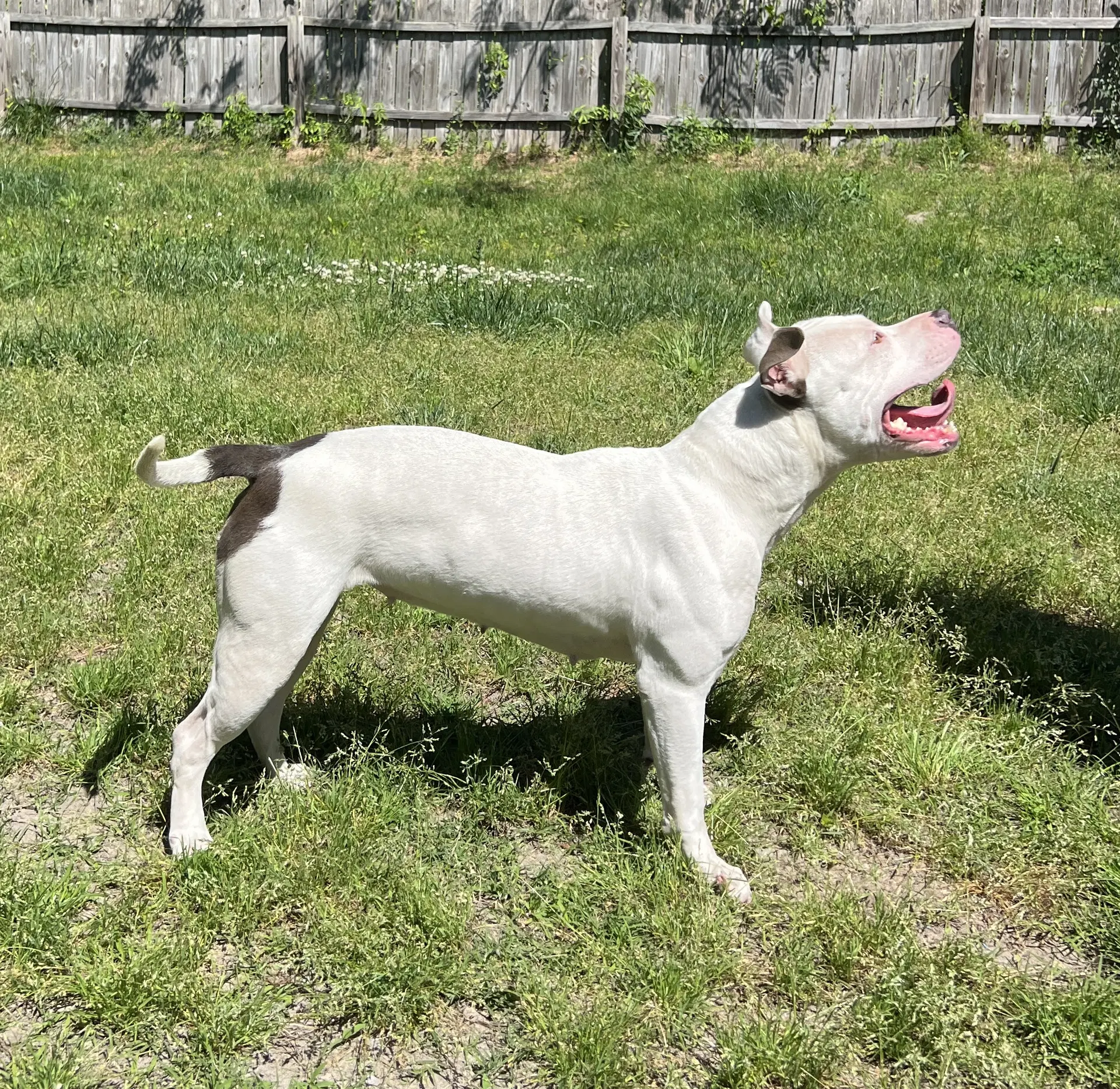 Abbie In Chesapeake Va image 2