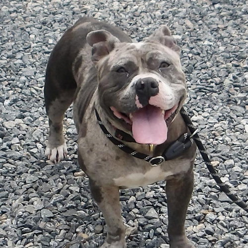 Bluey in Gloucester VA