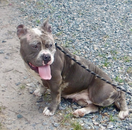 Bluey In Gloucester Va photo 4