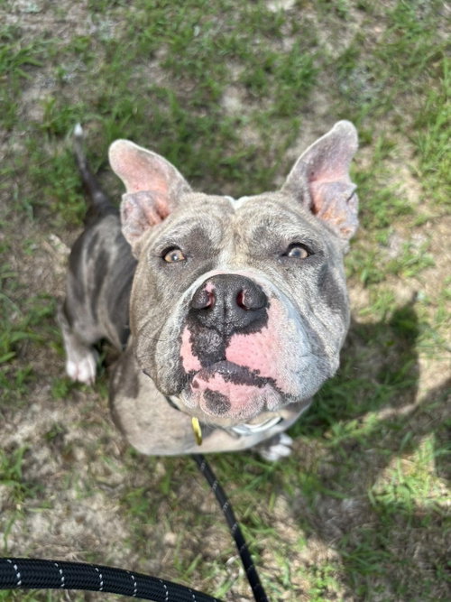 Bluey In Gloucester Va photo 5
