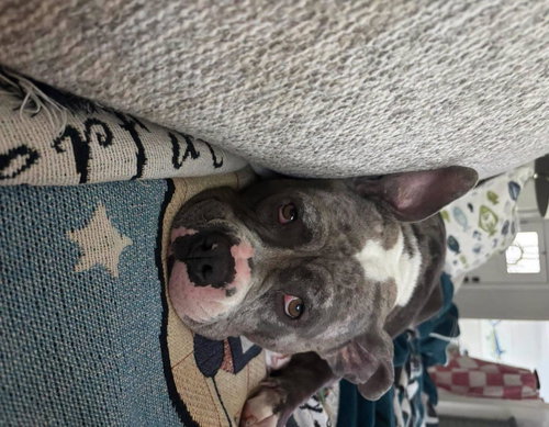 Bluey In Gloucester Va photo 7
