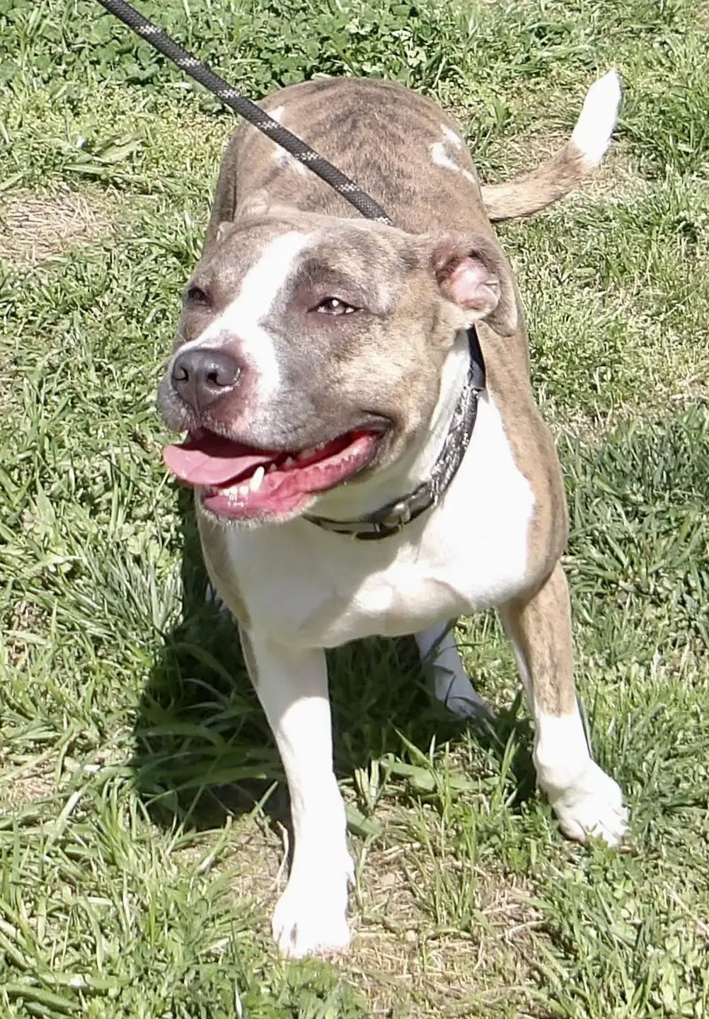 Sadie In Gloucester Va - Pit Bull Terrier
