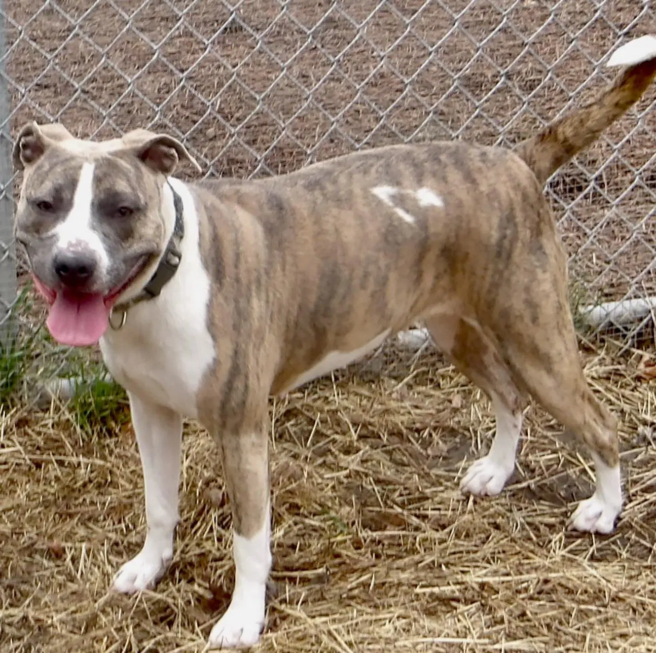 Sadie In Gloucester Va image 2