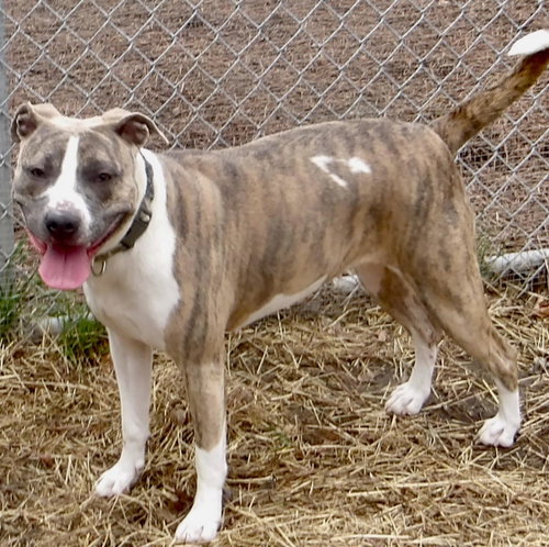 Sadie In Gloucester Va photo 2