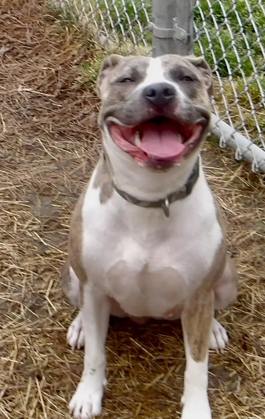 Sadie In Gloucester Va image 3