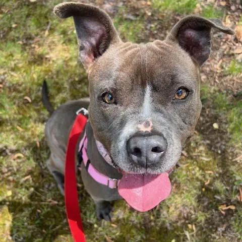 Jazzie In Saluda Va - Pit Bull Terrier